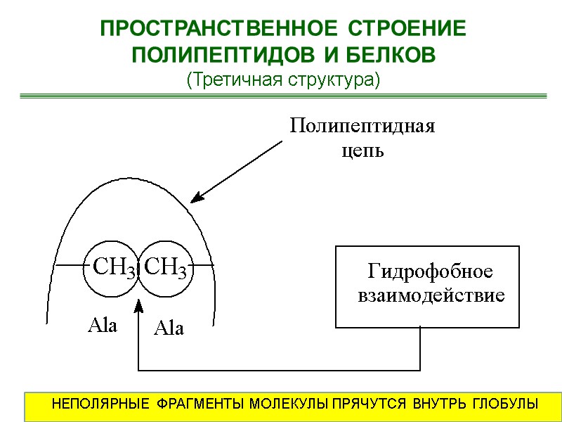 ПРОСТРАНСТВЕННОЕ СТРОЕНИЕ ПОЛИПЕПТИДОВ И БЕЛКОВ (Третичная структура) НЕПОЛЯРНЫЕ ФРАГМЕНТЫ МОЛЕКУЛЫ ПРЯЧУТСЯ ВНУТРЬ ГЛОБУЛЫ